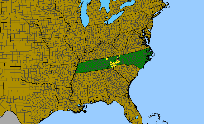 The range of Hypericum graveolens
